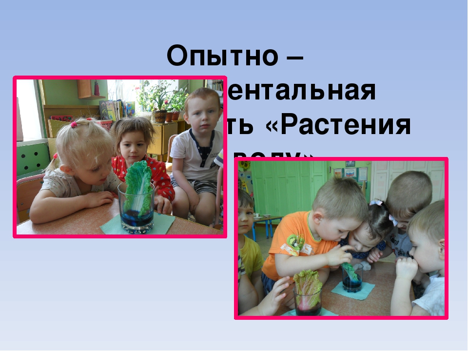 Презентация проекта "Цветы вокруг нас"