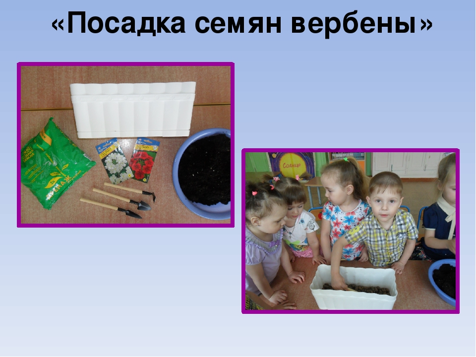 Презентация проекта "Цветы вокруг нас"