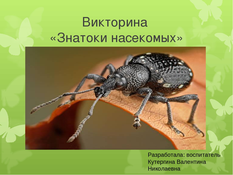 Досуг для старшей группы "Знатоки насекомых".