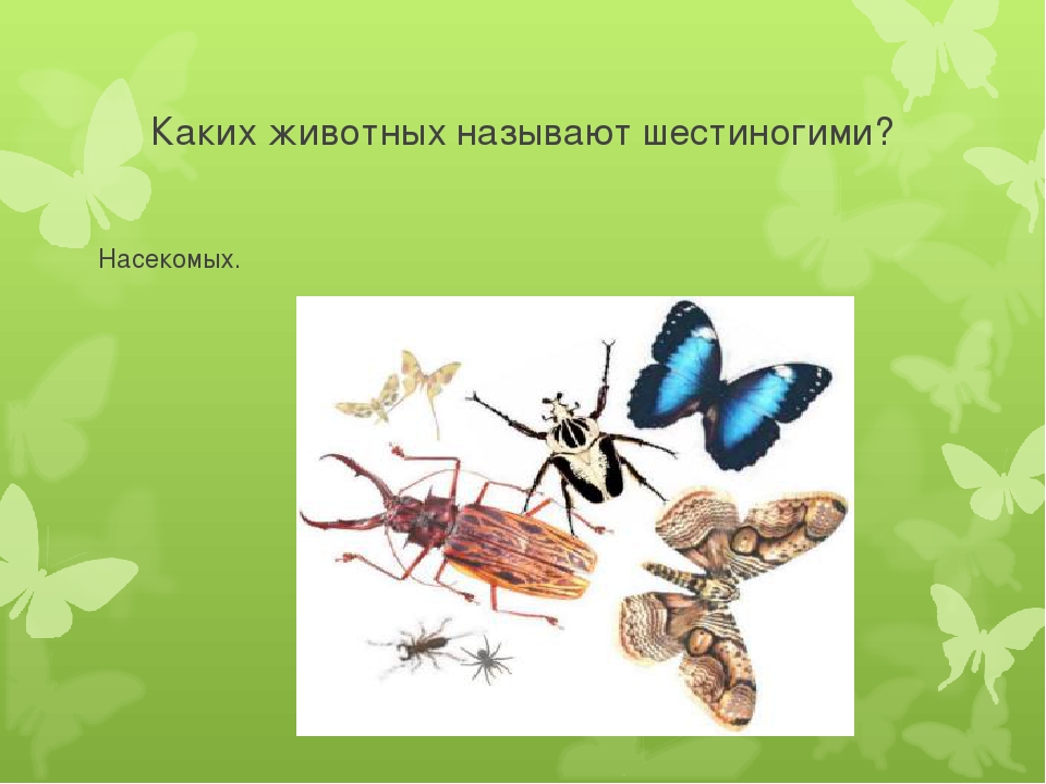 Досуг для старшей группы "Знатоки насекомых".