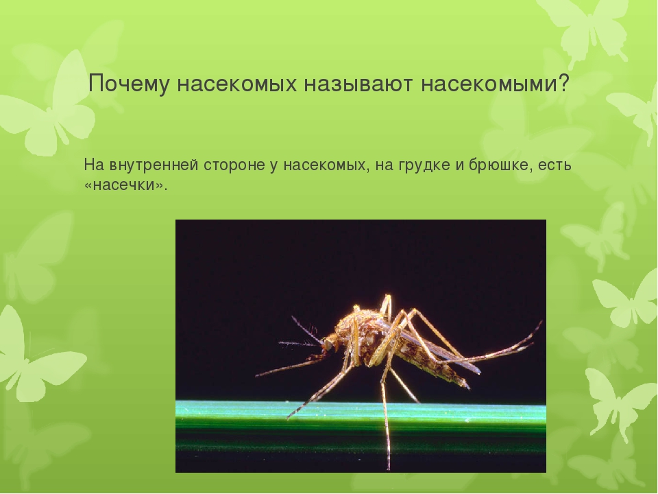 Досуг для старшей группы "Знатоки насекомых".