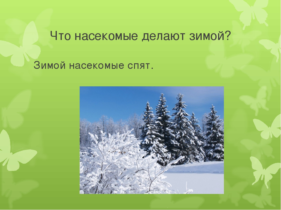 Досуг для старшей группы "Знатоки насекомых".