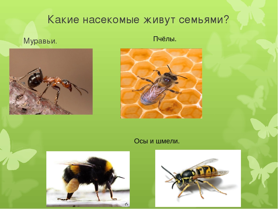 Досуг для старшей группы "Знатоки насекомых".