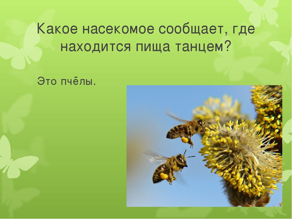 Досуг для старшей группы "Знатоки насекомых".