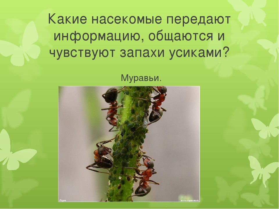 Досуг для старшей группы "Знатоки насекомых".