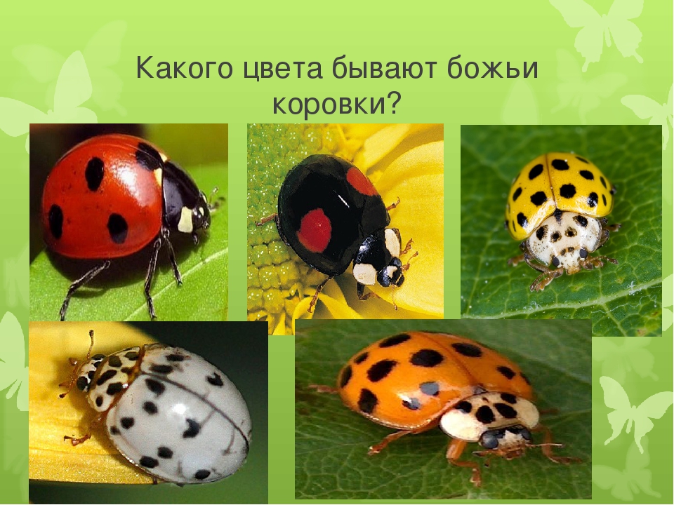 Досуг для старшей группы "Знатоки насекомых".