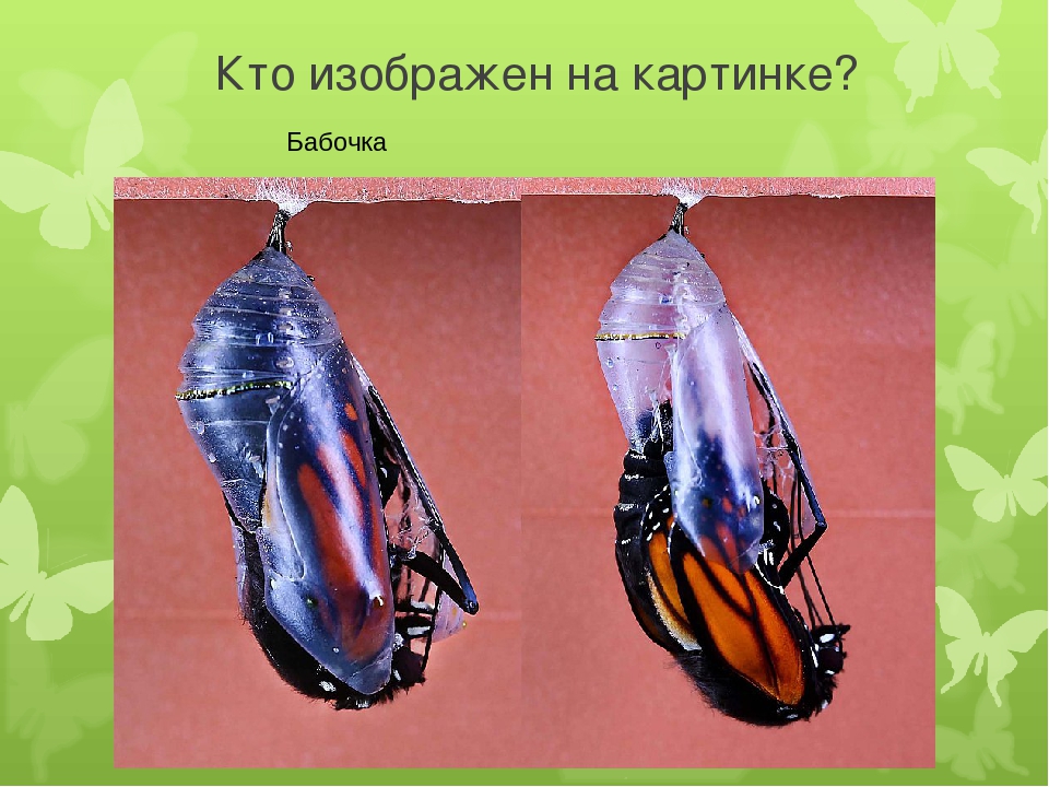 Досуг для старшей группы "Знатоки насекомых".