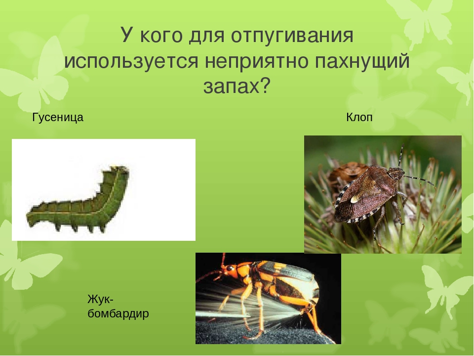 Досуг для старшей группы "Знатоки насекомых".