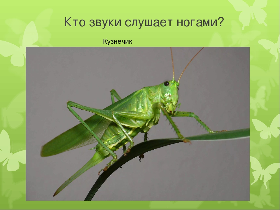 Досуг для старшей группы "Знатоки насекомых".