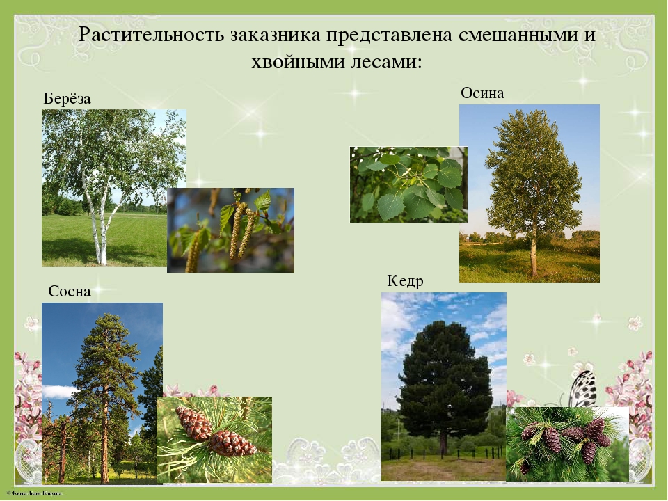 Альбом "Заповедные места Чаинского района"