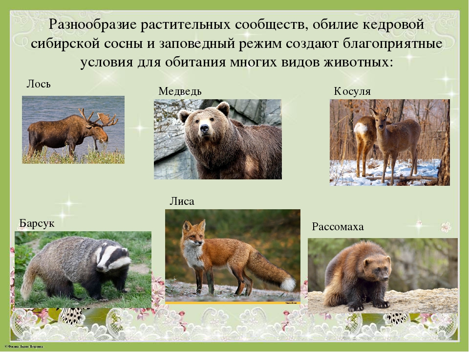 Альбом "Заповедные места Чаинского района"