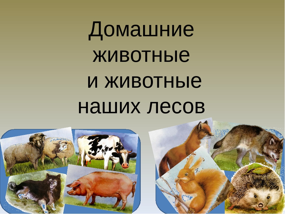 Презентация домашние животные 4 класс мир природы и человека