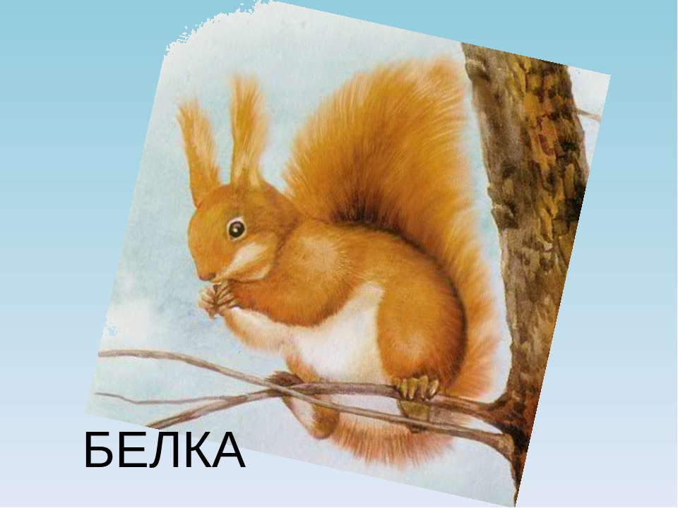 Презентация домашние животные и животные наших лесов