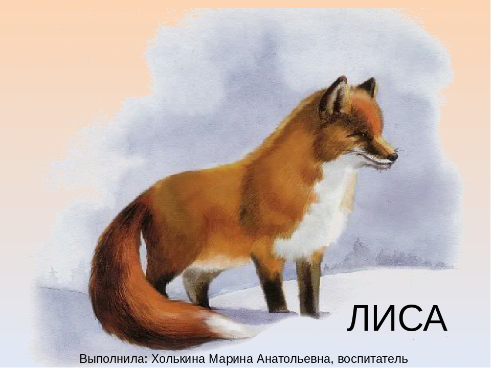 Презентация домашние животные и животные наших лесов