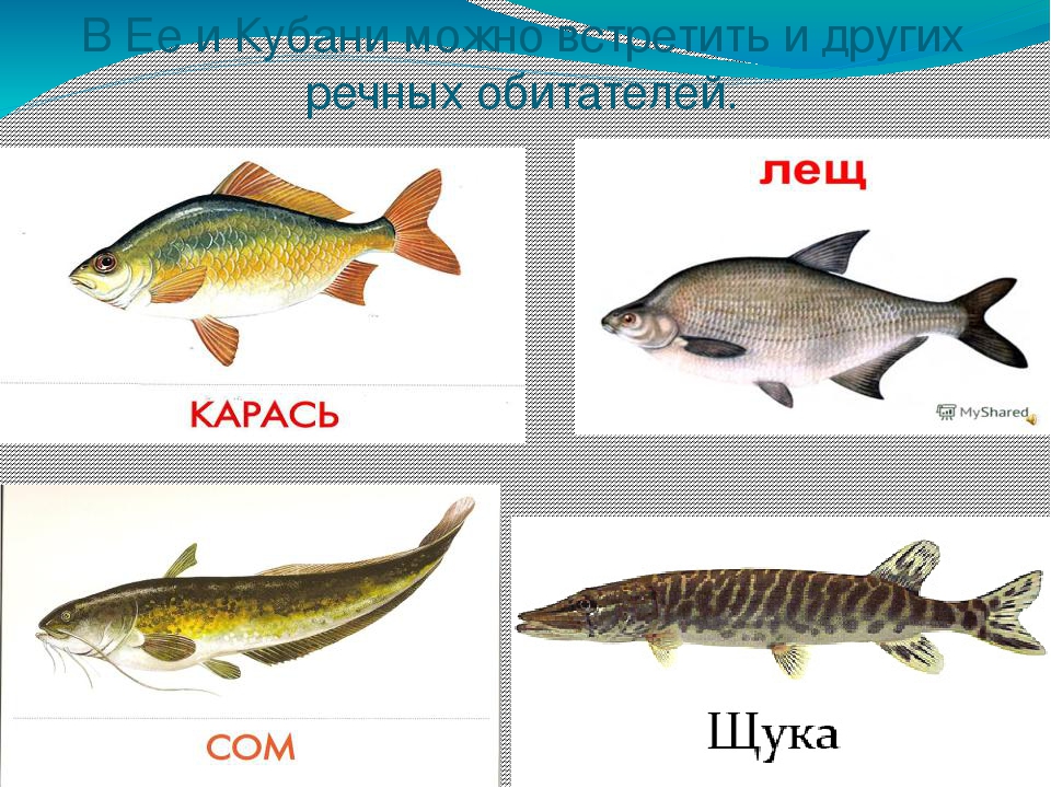 Презентация на тему: "Водные ресурсы Земли"