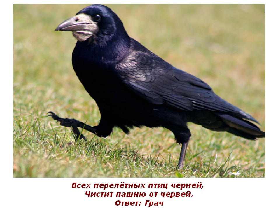 Презентация к ОД "В окно повеяло весною"