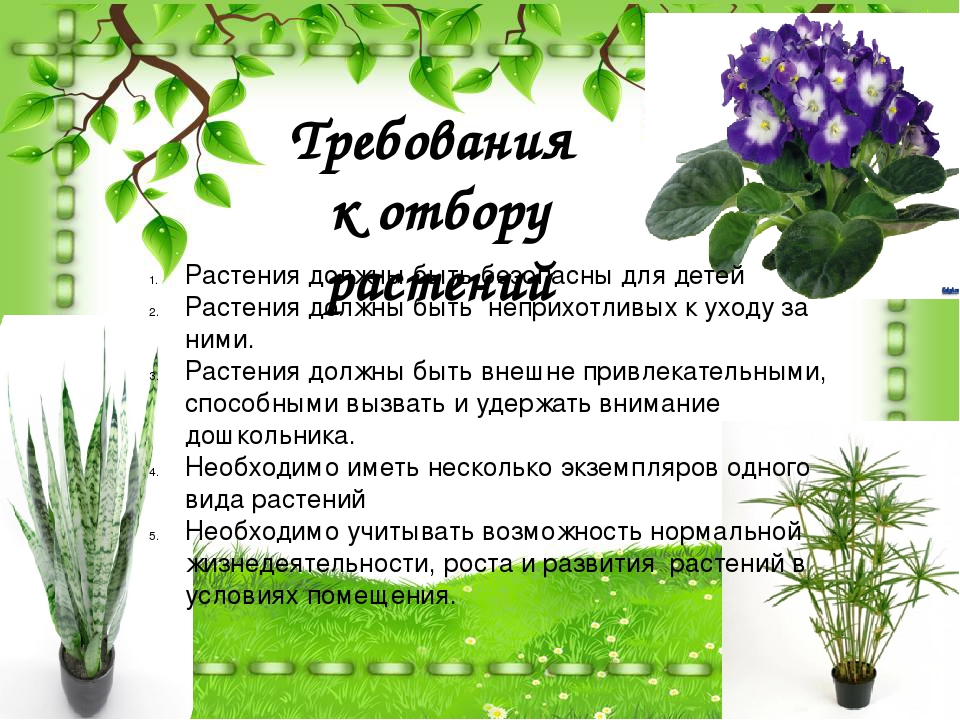 Зимний сад в Дошкольном Учреждении