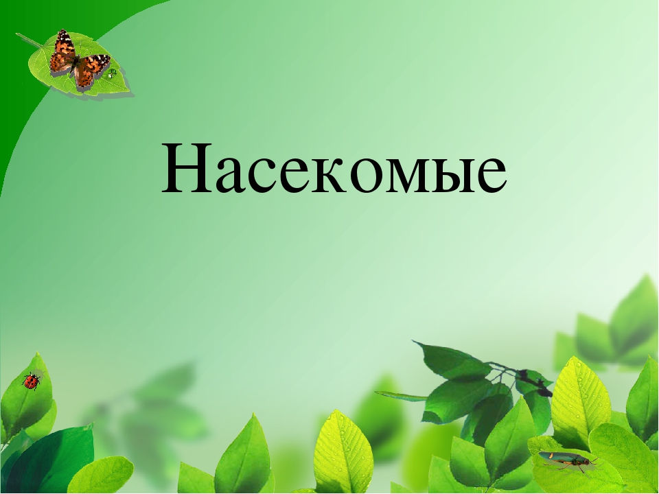 Презентация по теме "Насекомые" средняя группа