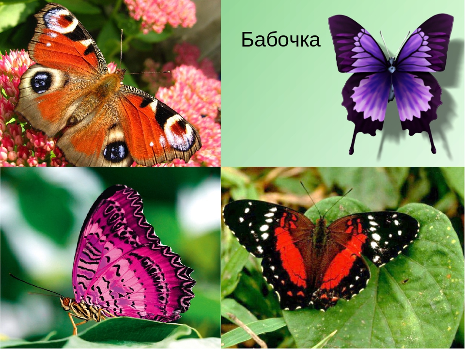 Презентация по теме "Насекомые" средняя группа