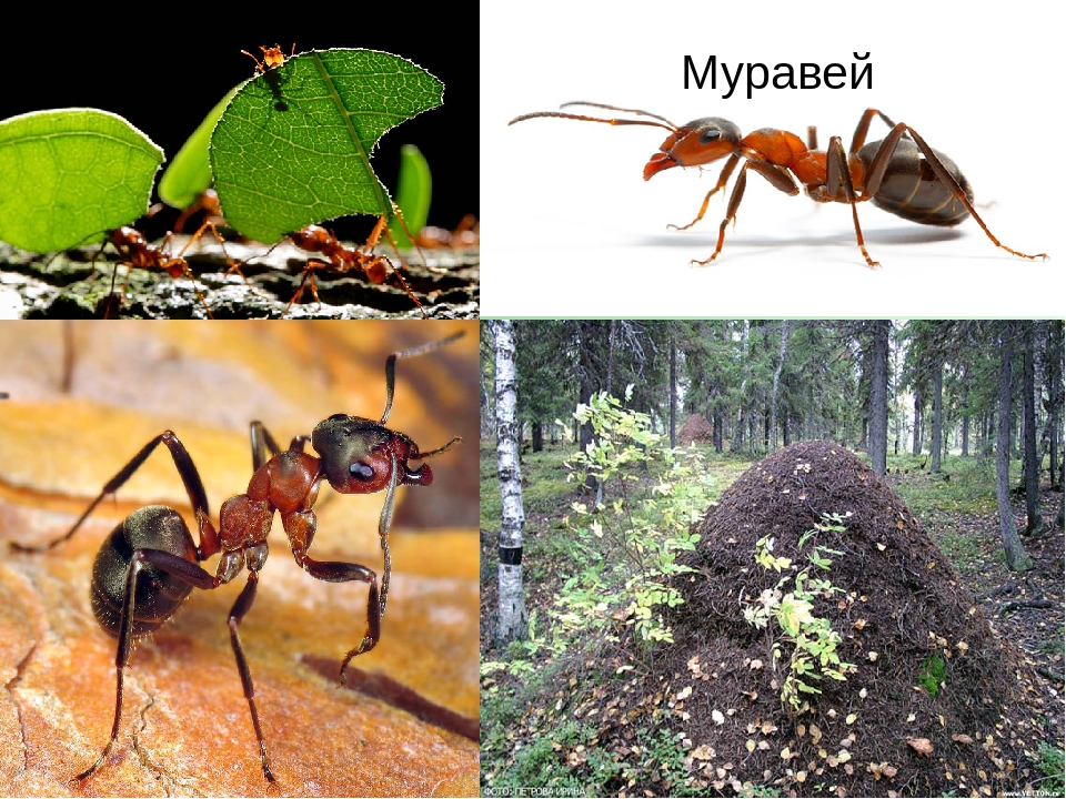 Презентация по теме "Насекомые" средняя группа