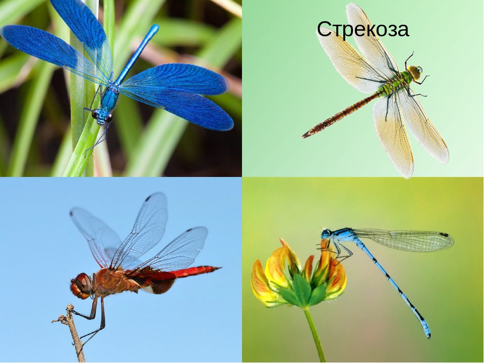 Презентация по теме "Насекомые" средняя группа