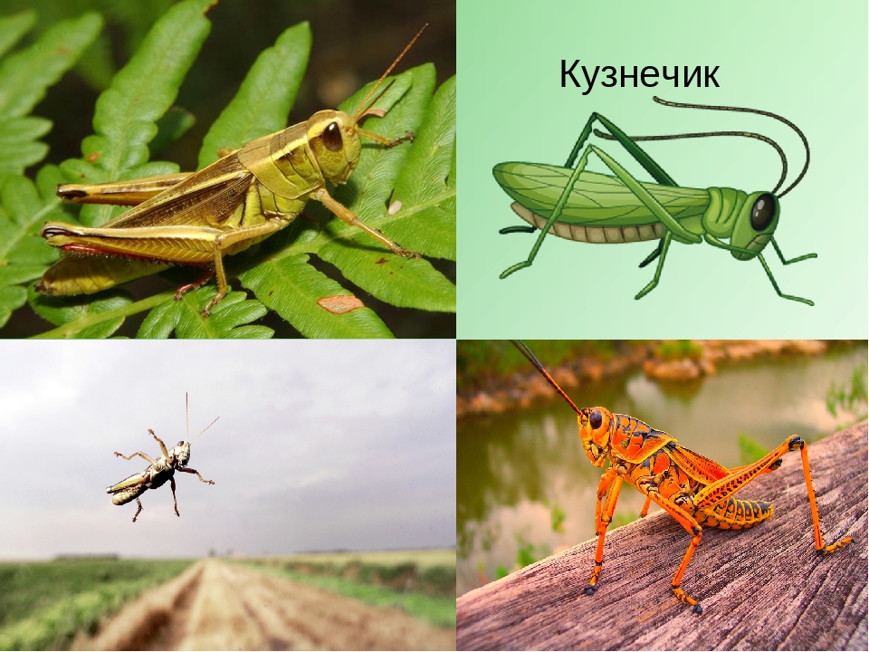 Презентация по теме "Насекомые" средняя группа