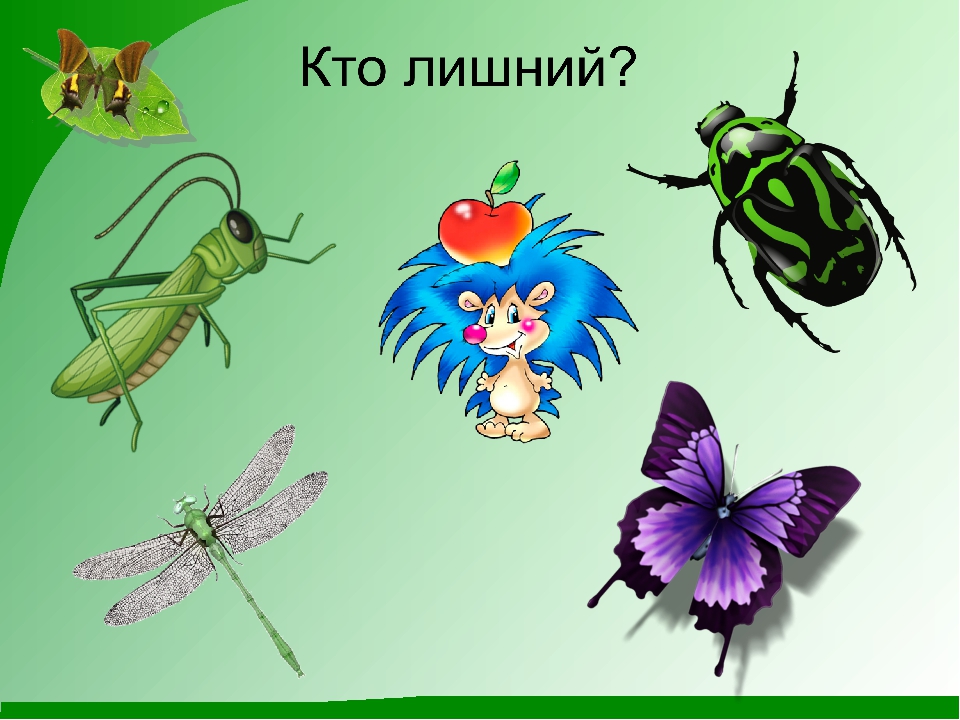 Презентация по теме "Насекомые" средняя группа