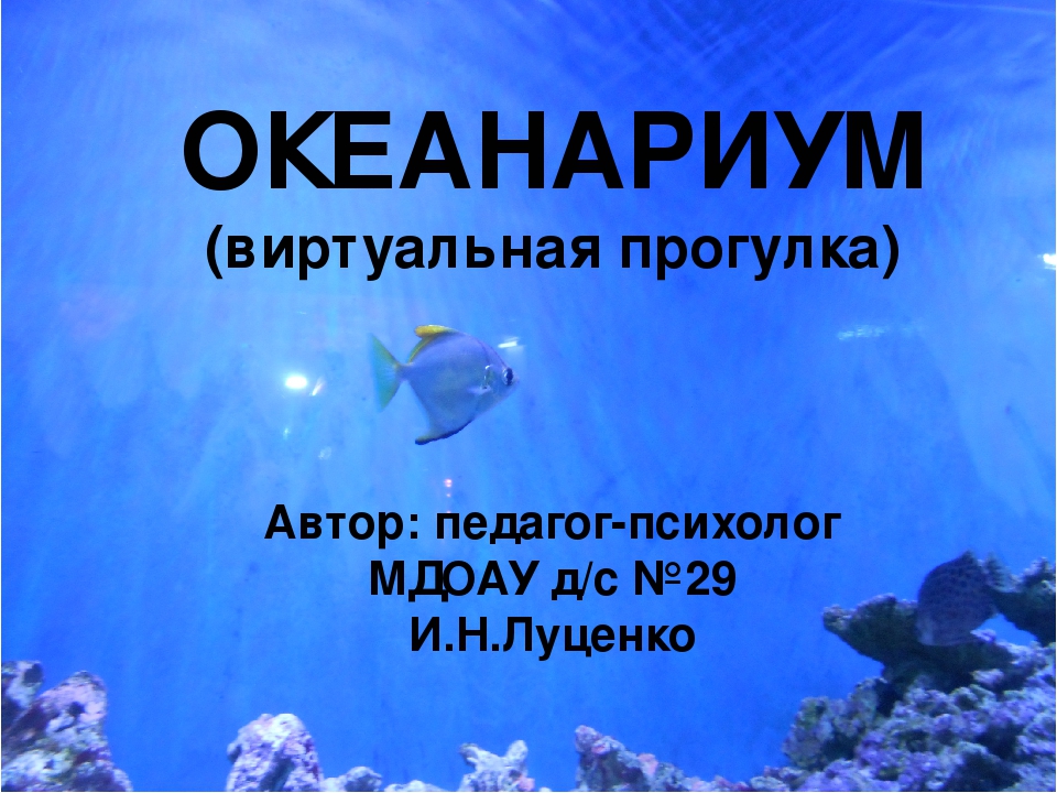 Презентация к пректу "Мир моря", "Виртуальная прогулка по океанариуму"