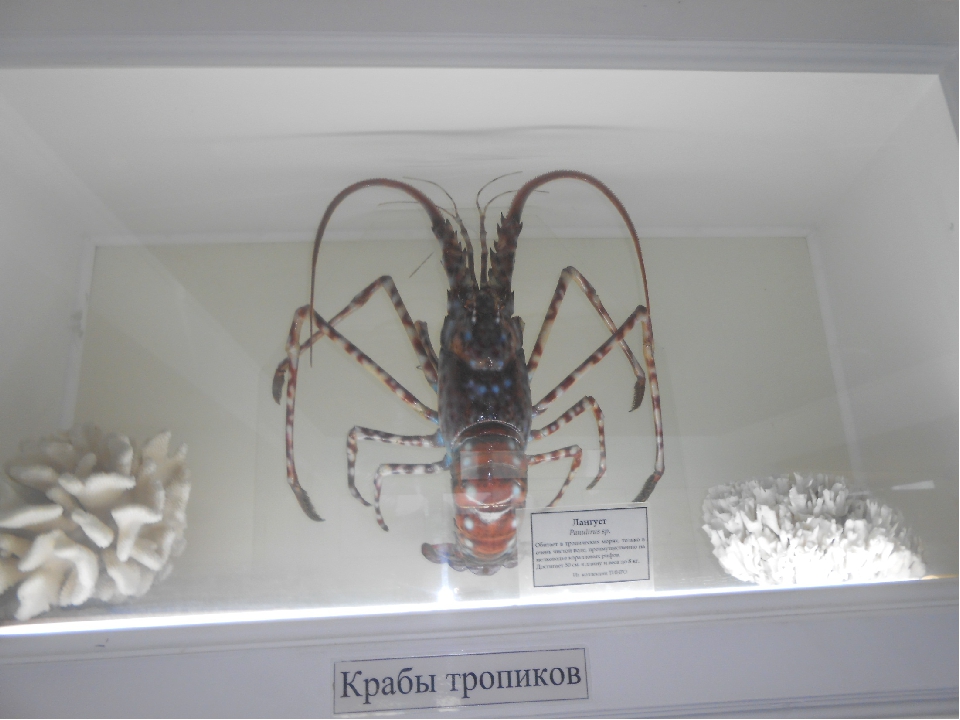 Презентация к пректу "Мир моря", "Виртуальная прогулка по океанариуму"