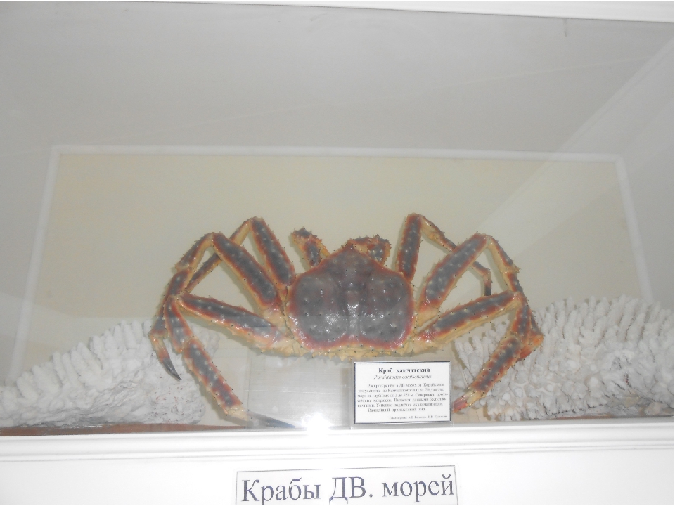 Презентация к пректу "Мир моря", "Виртуальная прогулка по океанариуму"