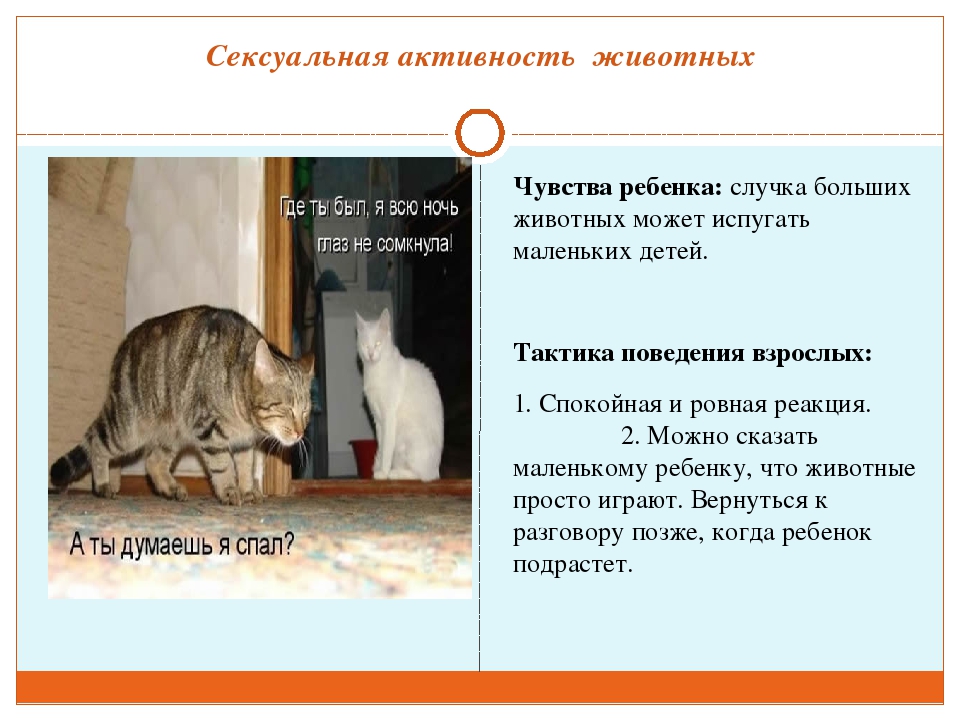 Психополовое развитие и основы гендерной культуры детей дошкольного возраста