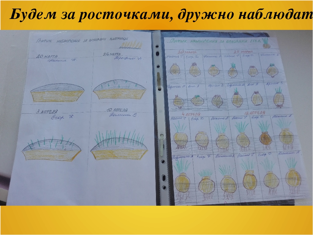 Творческая презентация проектов ДОУ на тему: "Наш огород"