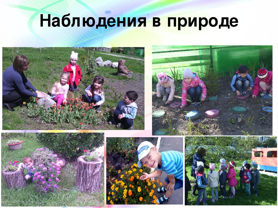 Совместная деятельность воспитателя с детьми старшего дошкольного возраста по программе «Юный эколог Кубани»презентация "