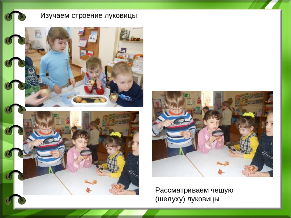 Презентация проекта "Лук - зеленый друг"