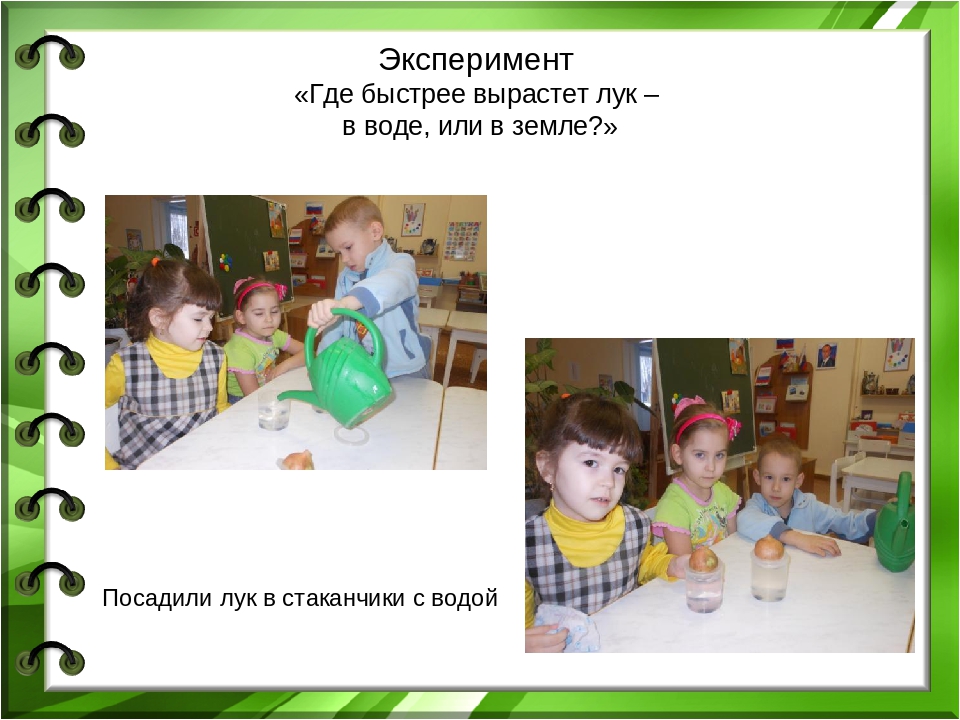 Презентация проекта "Лук - зеленый друг"