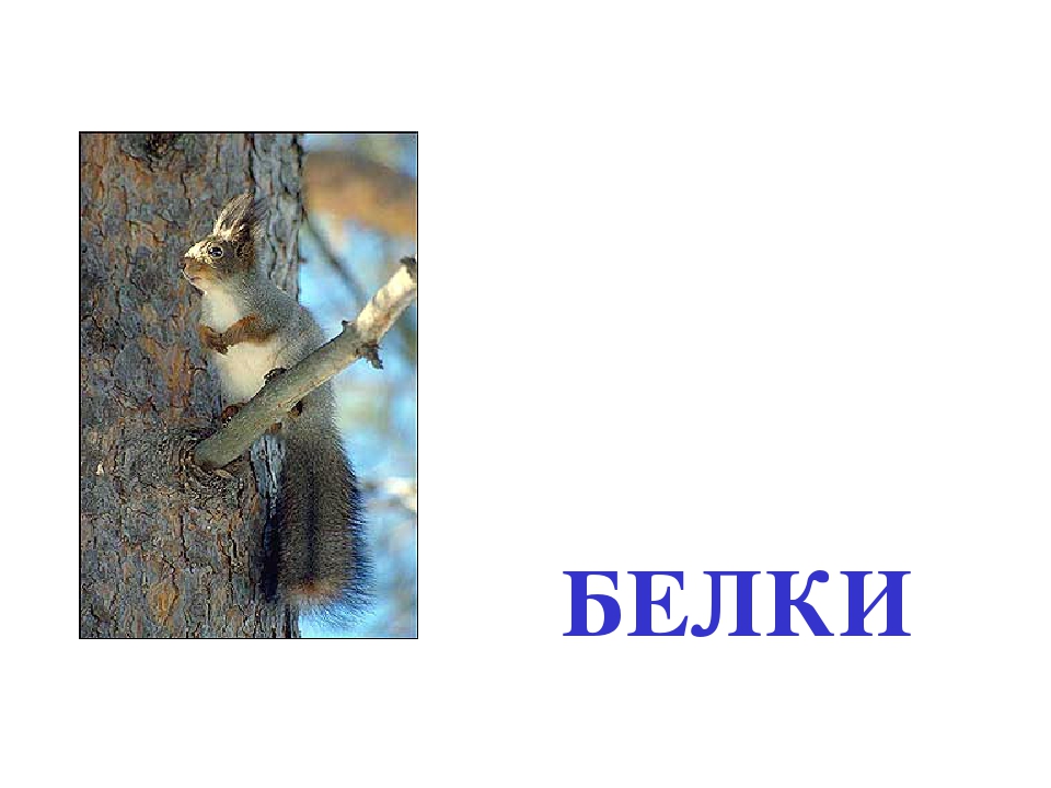 Презентация по окружающему миру для дошкольников " Жизнь белки"