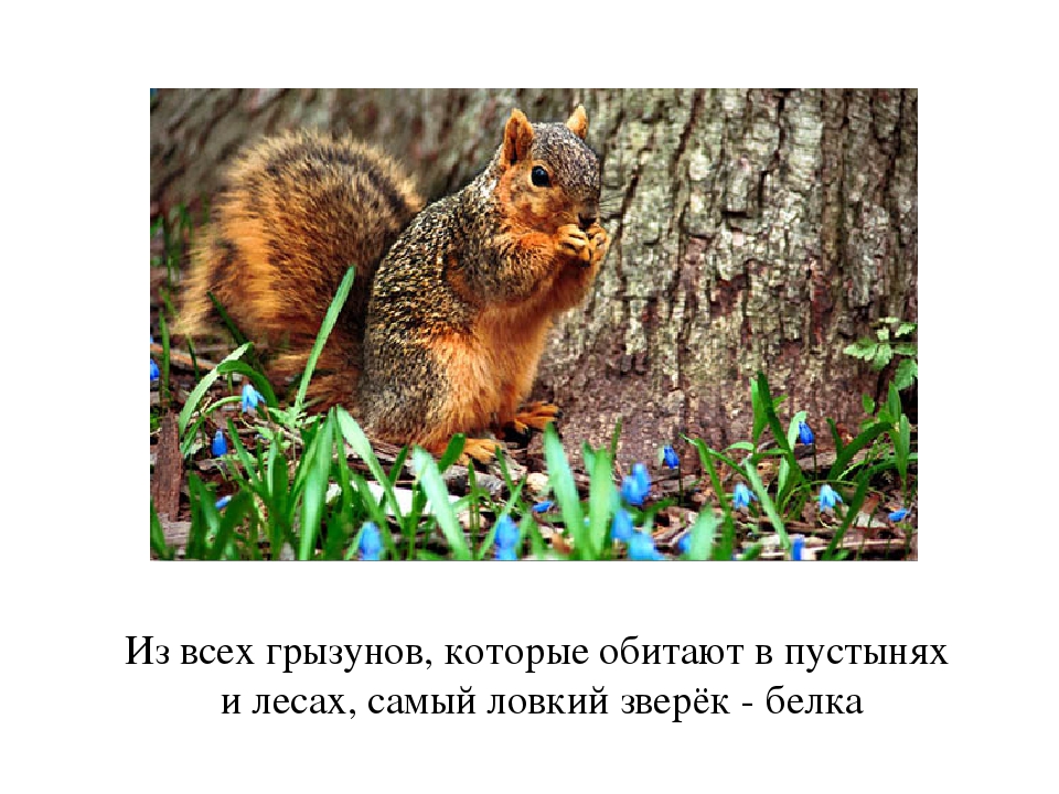 Презентация по окружающему миру для дошкольников " Жизнь белки"