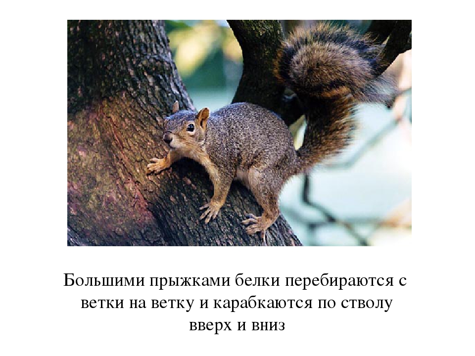 Презентация по окружающему миру для дошкольников " Жизнь белки"