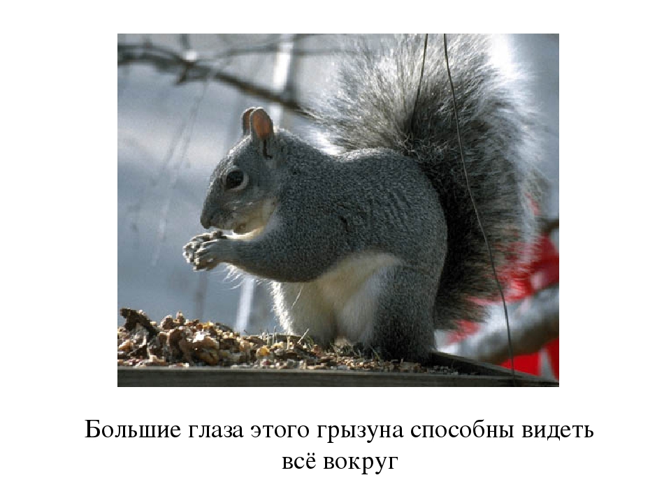Презентация по окружающему миру для дошкольников " Жизнь белки"