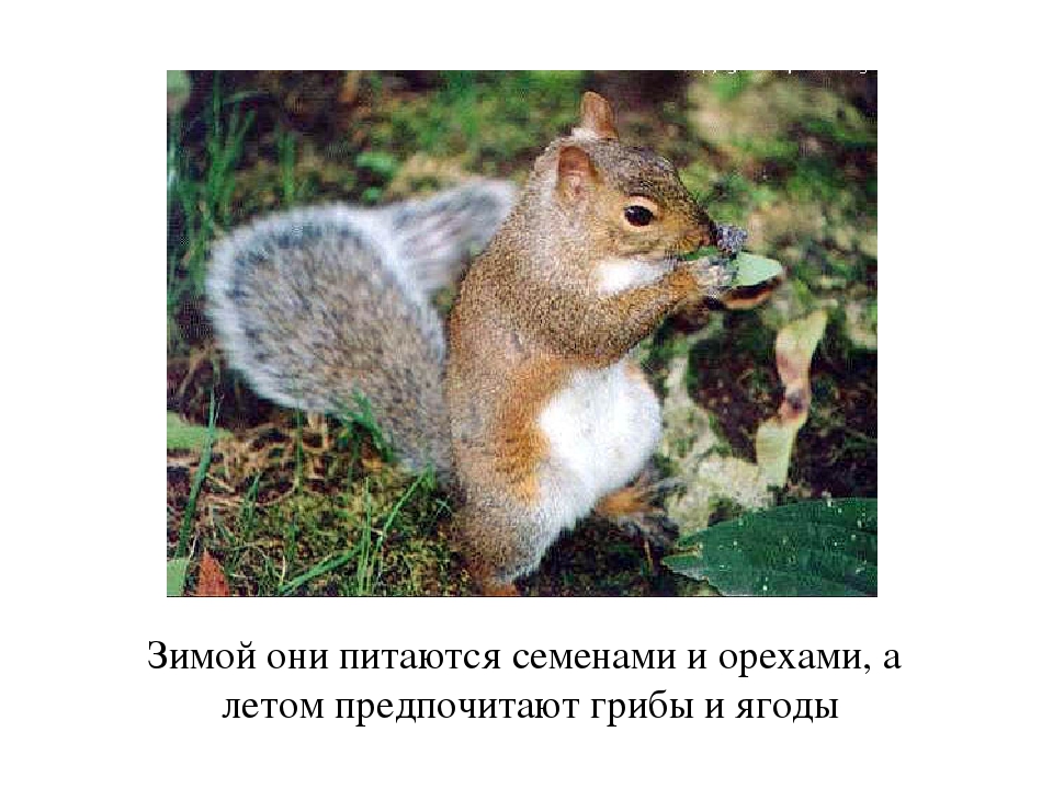 Презентация по окружающему миру для дошкольников " Жизнь белки"