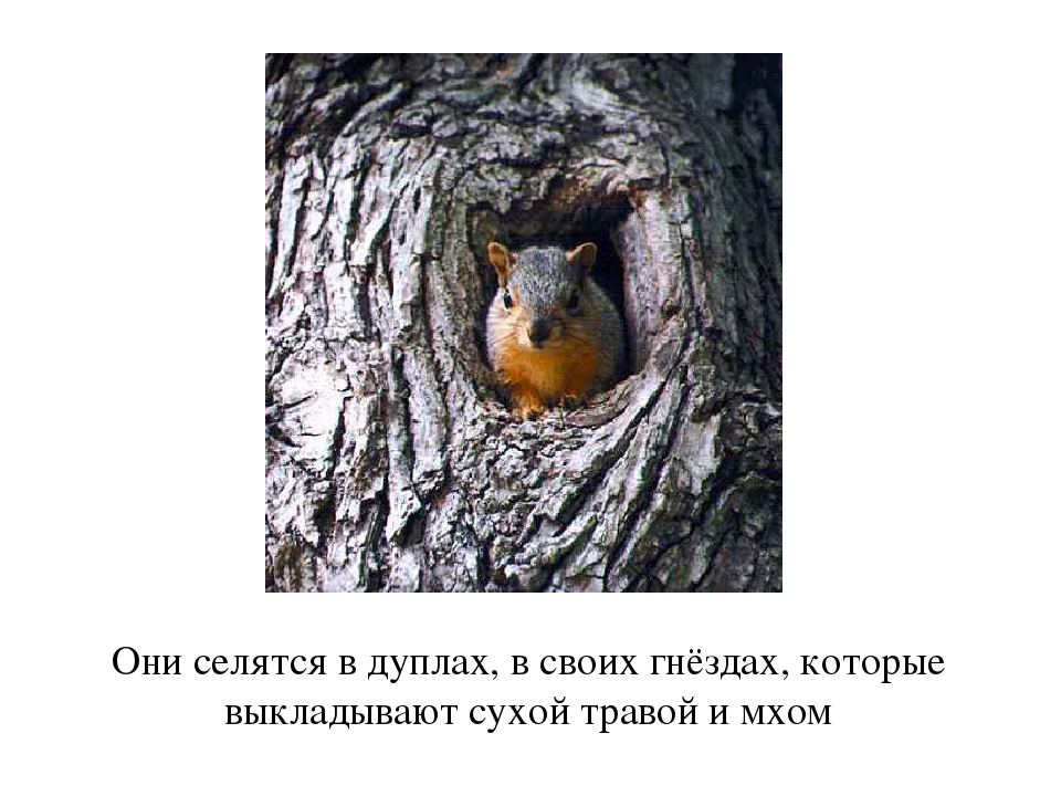 Презентация по окружающему миру для дошкольников " Жизнь белки"