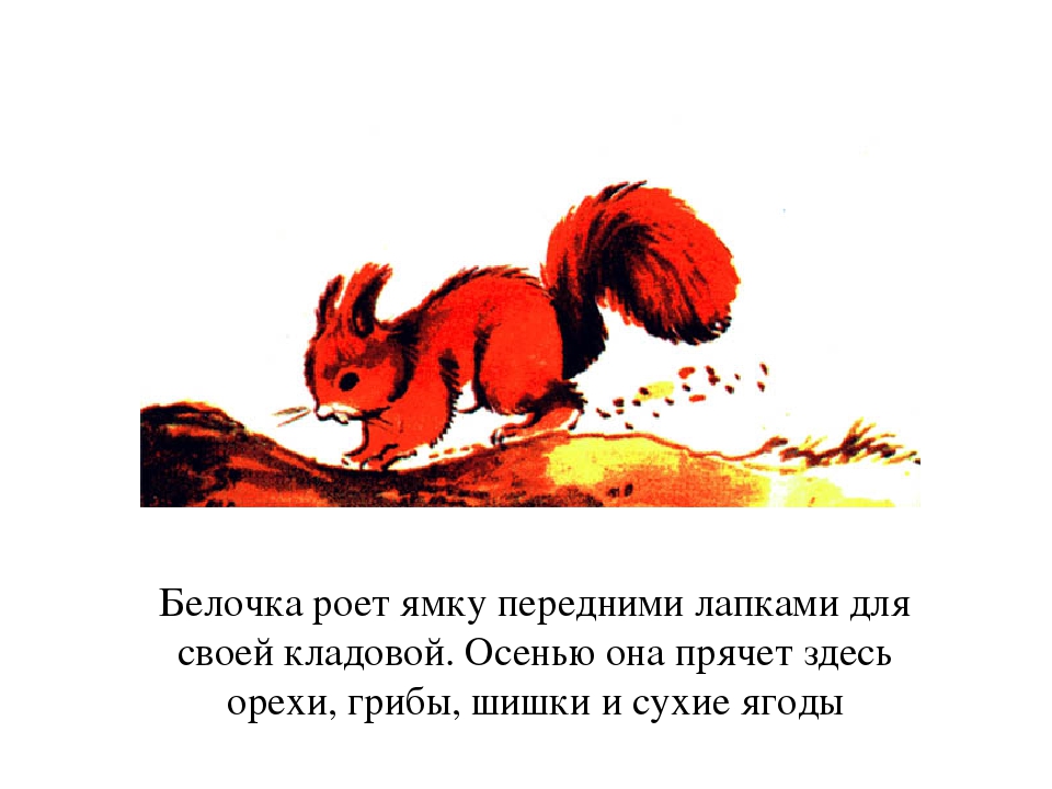 Презентация по окружающему миру для дошкольников " Жизнь белки"
