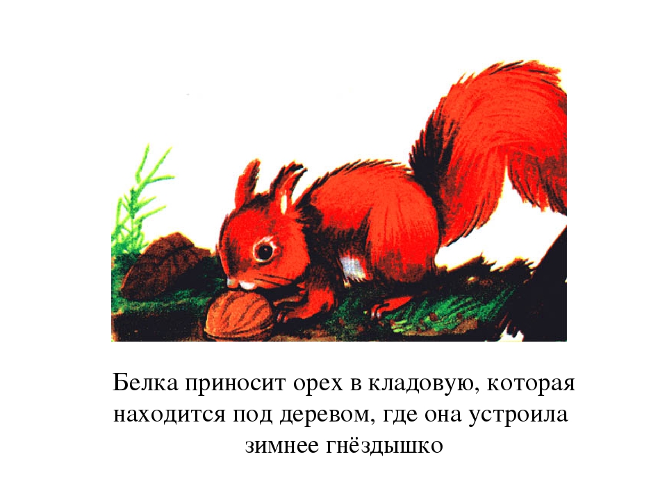 Презентация по окружающему миру для дошкольников " Жизнь белки"