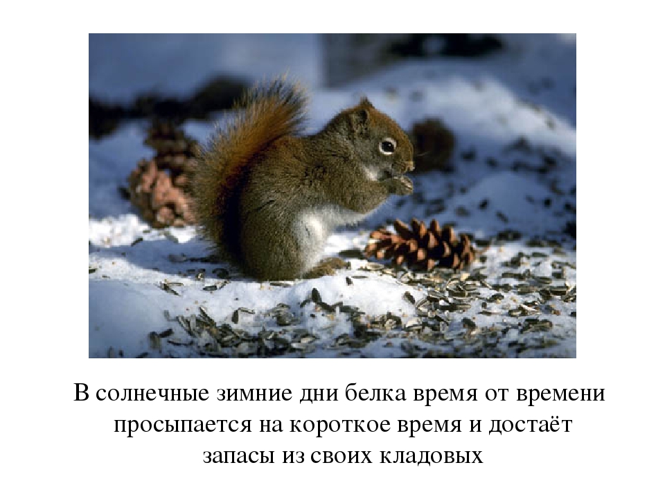 Презентация по окружающему миру для дошкольников " Жизнь белки"