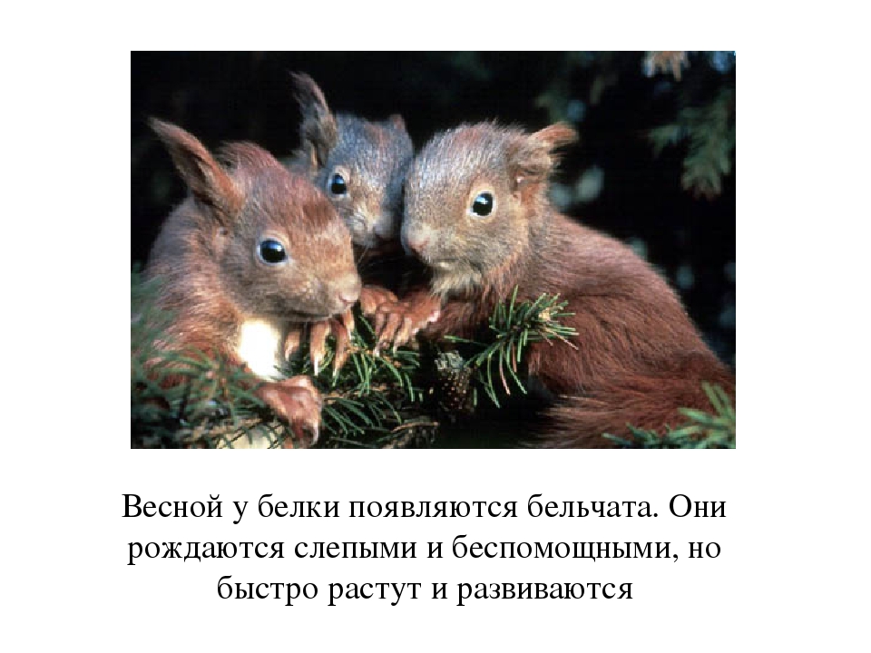 Презентация по окружающему миру для дошкольников " Жизнь белки"