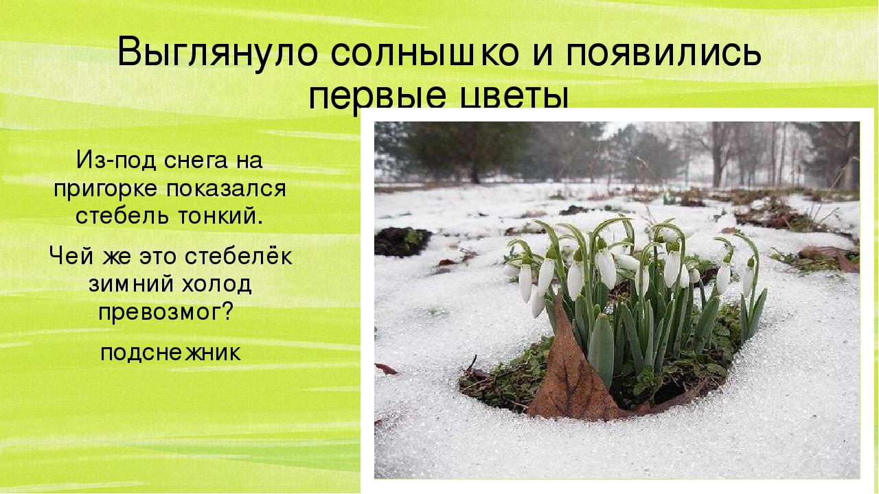 Презентация по познавательному развитию "Весна-краса"2часть