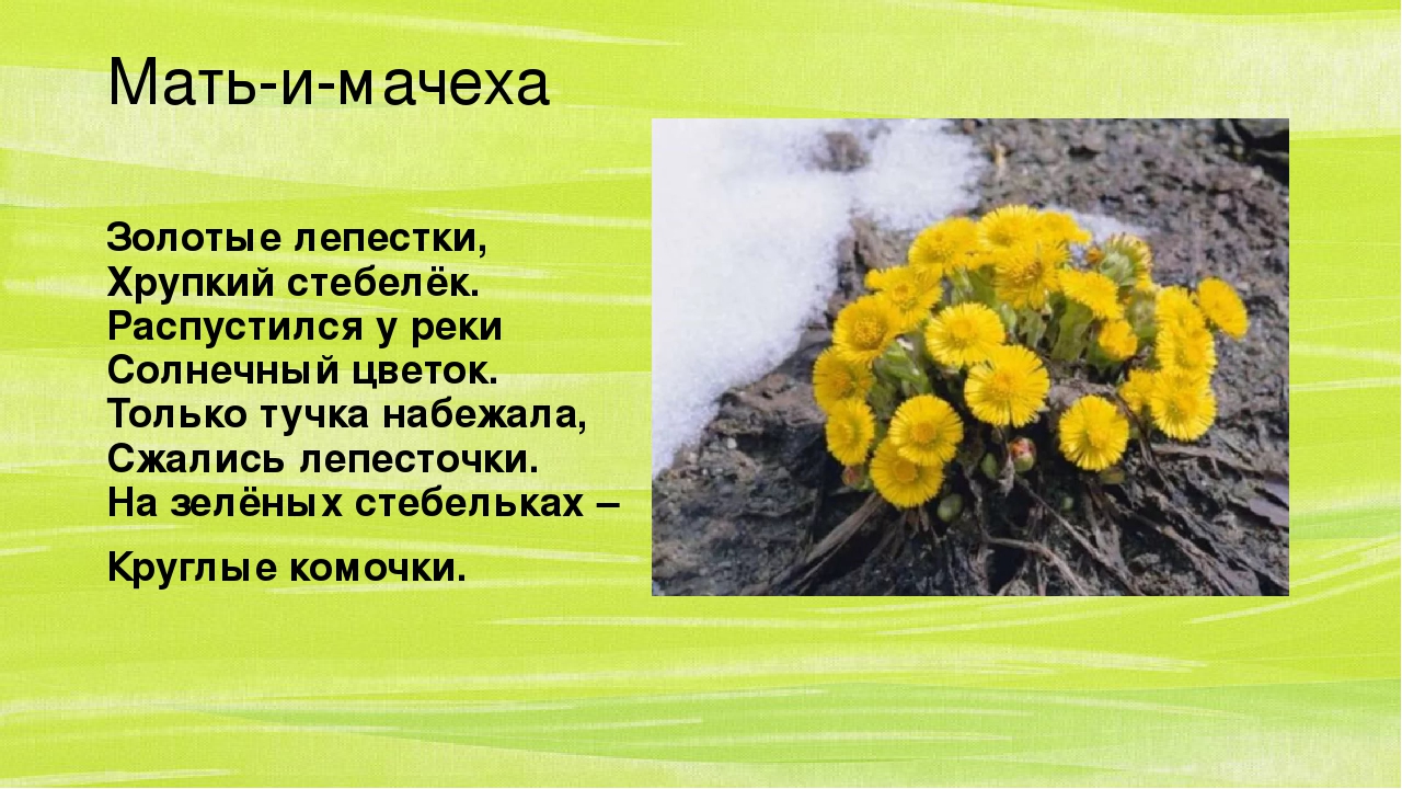 Презентация по познавательному развитию "Весна-краса"2часть