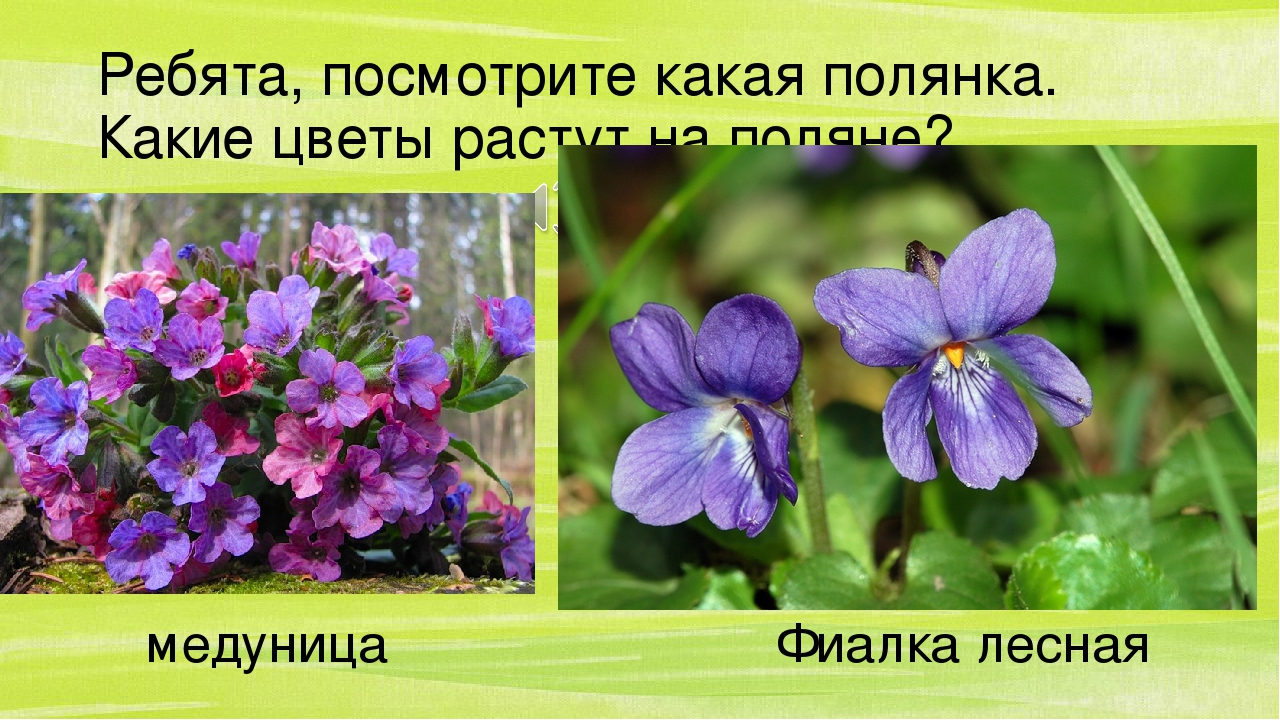 Презентация по познавательному развитию "Весна-краса"2часть
