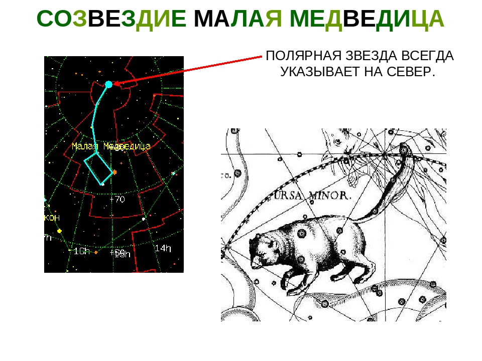 Полярная медведица созвездие. Рисунок малая и большая Медведица и Полярная звезда. Малая Медведица Созвездие. Рисунок малой медведицы.