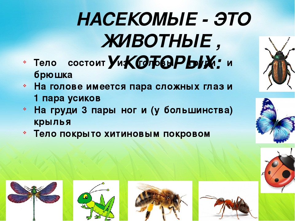 Тело состоит из головы. Чем покрыто тело насекомых. Насекомые это животные у которых. Тело насекомых состоит из. Наснкомыеело состоит из.